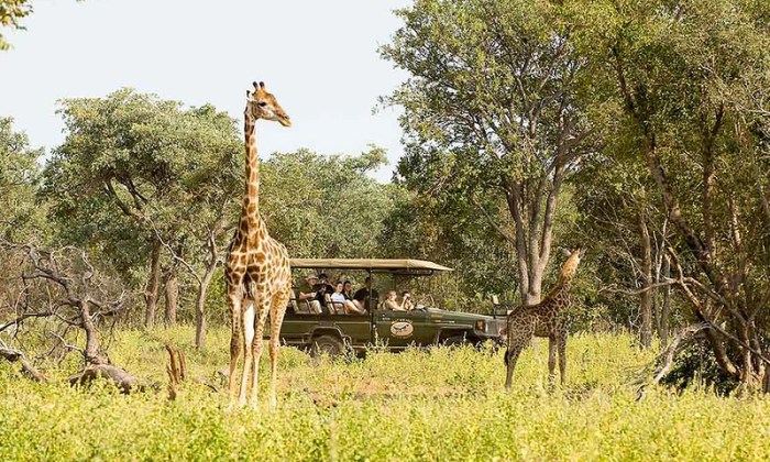 Best safari destinations 2025